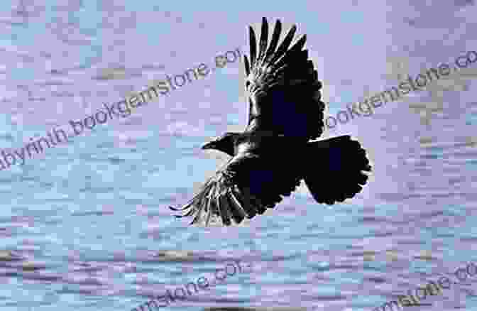 A Black Raven Soaring Through The Air, With A Forest In The Background. Raven Transcending Fear Terri Kozlowski