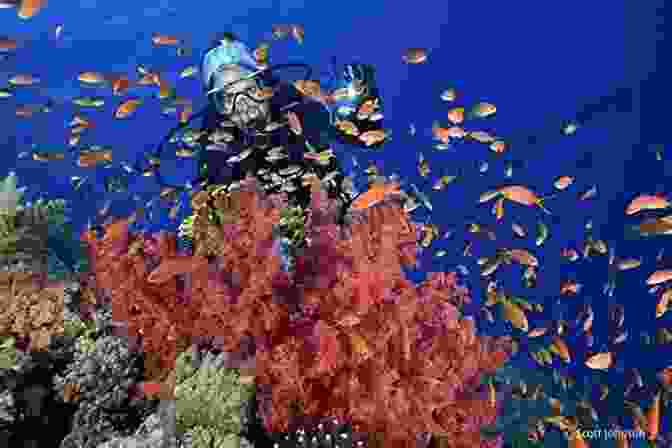 A Diver Amidst A Vibrant Coral Garden At Daedalus Reef, Southern Egyptian Red Sea. Southern Egyption Red Sea Dive Guide