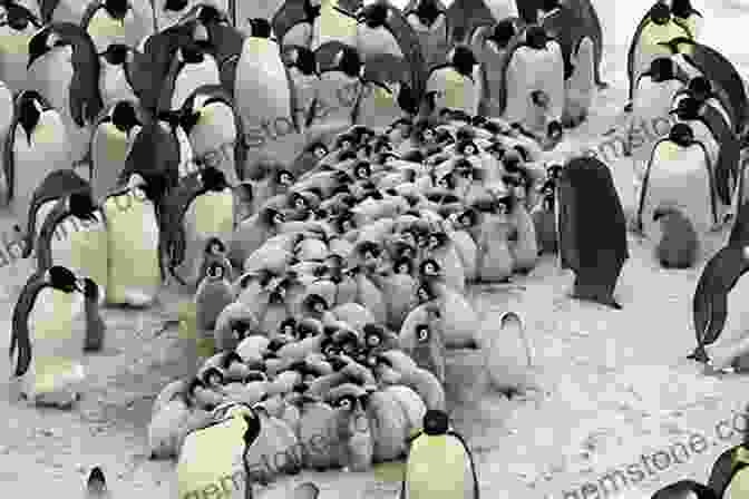 A Group Of Penguin Chicks Huddling Together. Penguins Meet Mr Flappy Feet: Penguin For Kids (Children S Bird Books)