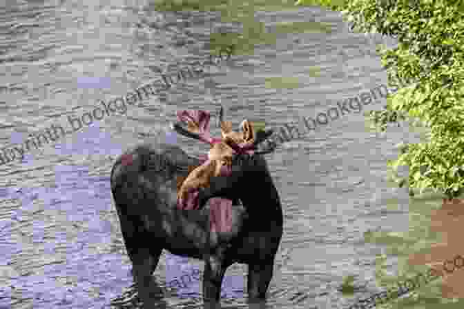 A Moose Standing In The Drift River, Alaska Chance Of A Lifetime (The Drift 9)