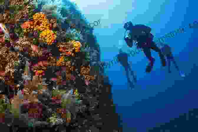 A Sponge Diver Working In The Waters Of Key West Key West: Shrimper Sailor Sponger Spy