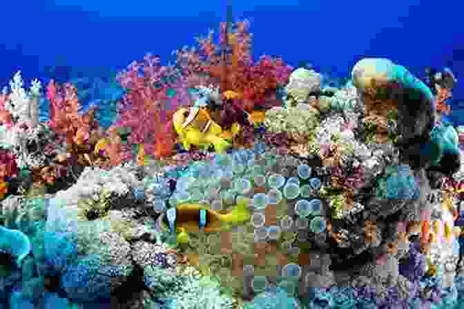 A Vibrant Coral Reef In The South China Sea. Salvage: From The South China Sea To The Caribbean Coast: A Deep Sea Story