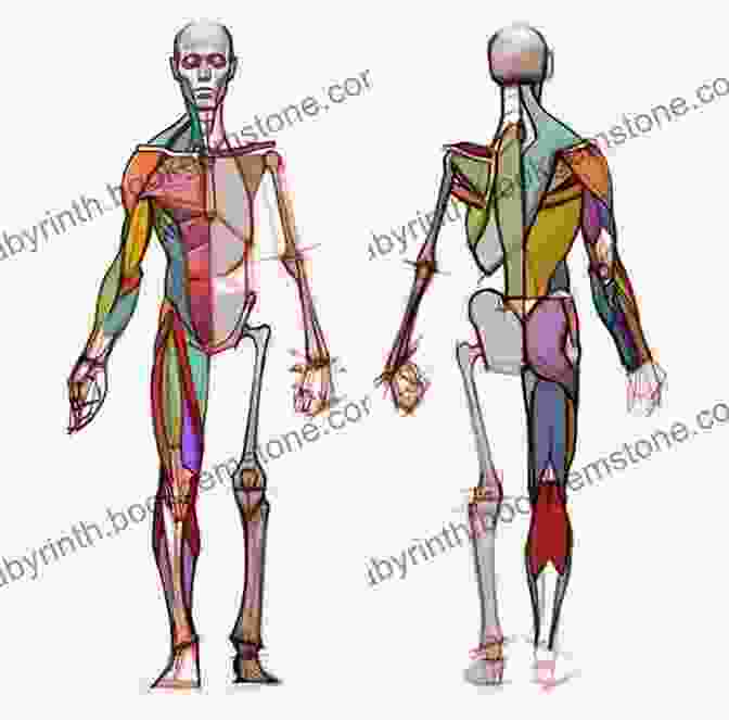 Detailed Illustration Of Human Anatomy For Figure Drawing Reference Art Models JohnV010: Figure Drawing Pose Reference (Art Models Poses)
