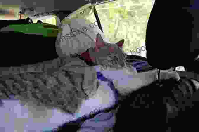 Lost Man And Rescue Cat On Road Trip Van Cat Meow: A Lost Man A Rescue Cat A Road Trip Like No Other