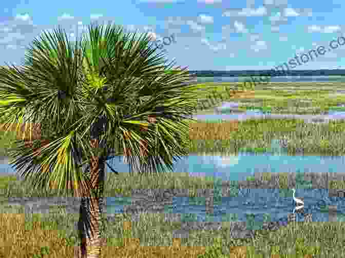 Lowcountry Marshland With Egrets And Lush Vegetation Very Charleston: A Celebration Of History Culture And Lowcountry Charm