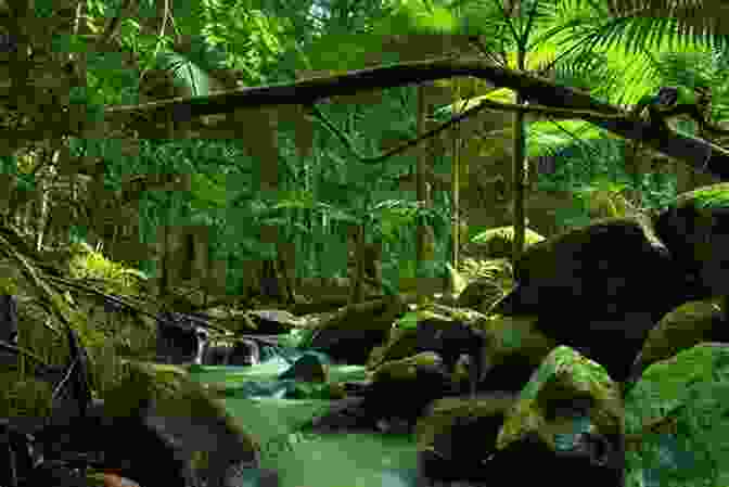 Lush Green Daintree Rainforest With A Winding Path Through The Trees Walks Tracks And Trails Of Queensland S Tropics