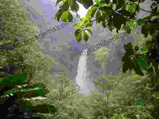 Lush Rainforest In Dominica The Island Hopping Digital Guide To The Leeward Islands Part V Dominica